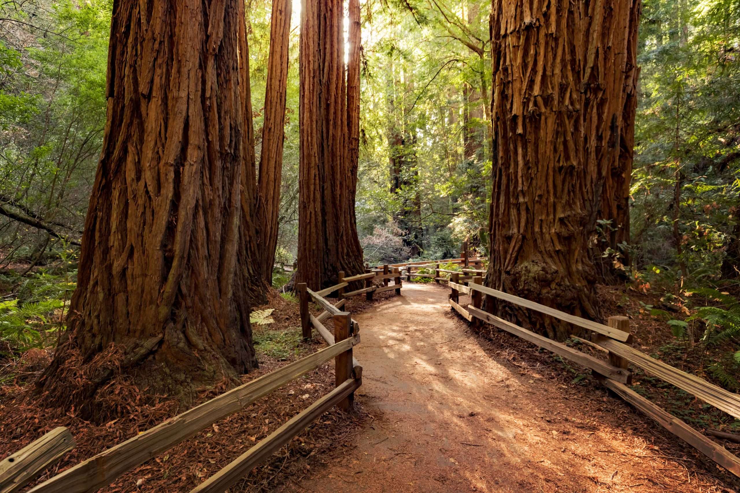 redwoods-trees-2021-08-26-15-36-42-utc-min